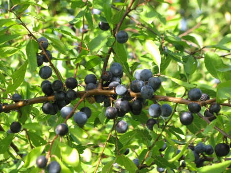 Preview: Schlehen Früchte bio